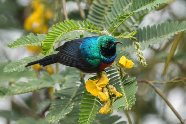 Sunbird Collier Double Nord Cinnyris Reichenowi Magnifique Oiseau Perché Couleur — Photo