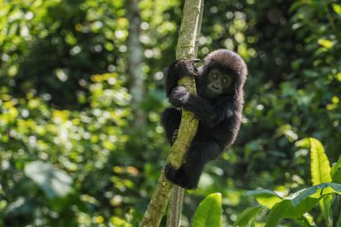Dağ gorili - Goril beringei, Afrika Montan ormanlarından nesli tükenmekte olan büyük bir maymun, Bwindi, Uganda.