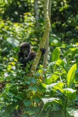 Dağ gorili - Goril beringei, Afrika Montan ormanlarından nesli tükenmekte olan büyük bir maymun, Bwindi, Uganda.