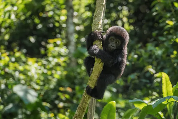 Dağ gorili - Goril beringei, Afrika Montan ormanlarından nesli tükenmekte olan büyük bir maymun, Bwindi, Uganda.