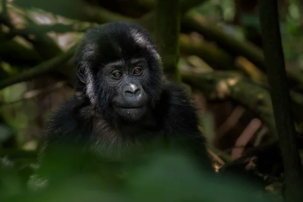 Dağ Gorili Goril Beringei Afrika Montan Ormanlarından Nesli Tükenmekte Olan — Stok fotoğraf