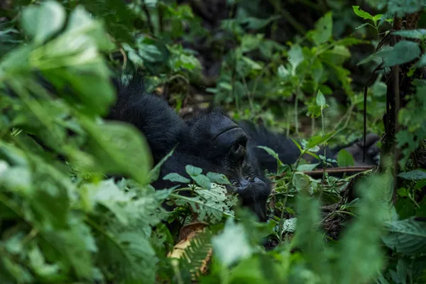 Gorila Montaña Gorilla Beringei Simio Grande Popular Peligro Extinción Los — Foto de Stock