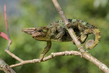 Johnston 'un Chameleon -Trioceros johnstoni' si, Afrika ormanlarından ve çalılardan gelen güzel renkli kertenkele, Bwindi, Uganda.