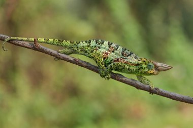 Johnston 'un Chameleon -Trioceros johnstoni' si, Afrika ormanlarından ve çalılardan gelen güzel renkli kertenkele, Bwindi, Uganda.