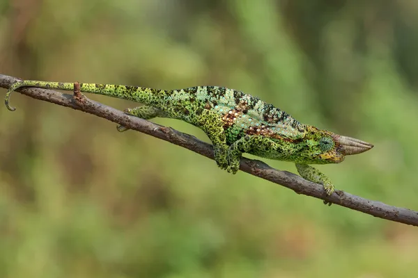 Johnston Chameleon Trioceros Johnstoni 来自乌干达Bwindi非洲林地和灌木丛的美丽的彩色蜥蜴 — 图库照片