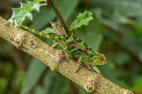 Johnston Chameleon Trioceros Johnstoni Красиві Кольорові Ящірки Африканських Лісів Чагарників — стокове фото