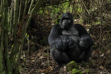Dağ gorili - Goril beringei, Afrika Montan Ormanları, Mgahinga Goril Ulusal Parkı, Uganda 'da nesli tükenmekte olan popüler büyük bir maymun..