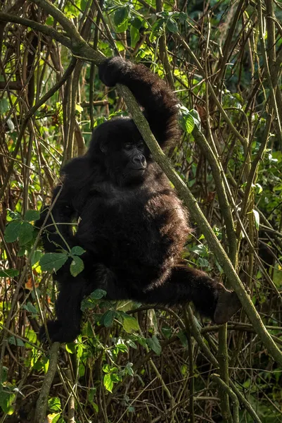 Dağ Gorili Goril Beringei Afrika Montan Ormanları Mgahinga Goril Ulusal — Stok fotoğraf