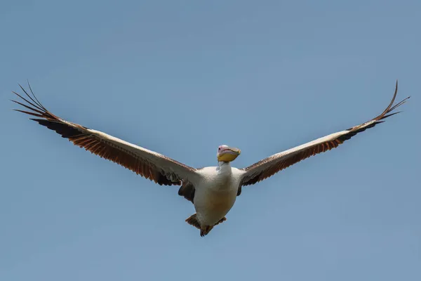 Great White Pelican Pelecanus Onocrotalus Large White Sea Bird African — Stock Photo, Image