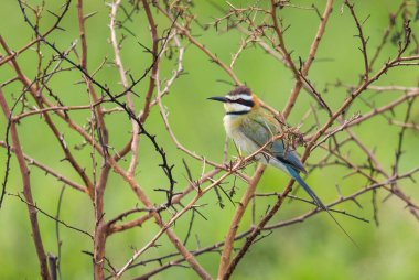 Beyaz boğazlı arı yiyici - Merops albicollis, Afrika çalıları ve tatlı sulardan güzel renkli arı yiyici, Kraliçe Elizabeth Ulusal Parkı, Uganda.