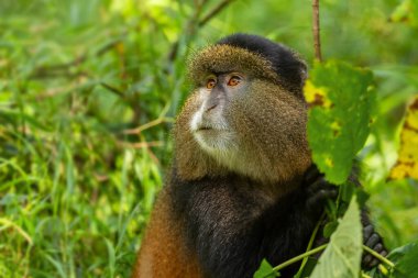 Altın Maymun - Cercopithecus Kandti, Afrika ormanlarından güzel renkli nadir maymun, Mgahinga Goril Ulusal Parkı, Uganda.