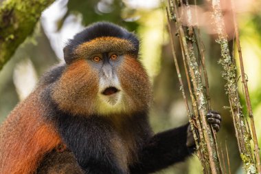 Altın Maymun - Cercopithecus Kandti, Afrika ormanlarından güzel renkli nadir maymun, Mgahinga Goril Ulusal Parkı, Uganda.