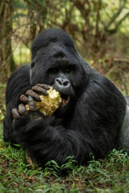 Dağ gorili - Goril beringei, Afrika Montan Ormanları, Mgahinga Goril Ulusal Parkı, Uganda 'da nesli tükenmekte olan popüler büyük bir maymun..