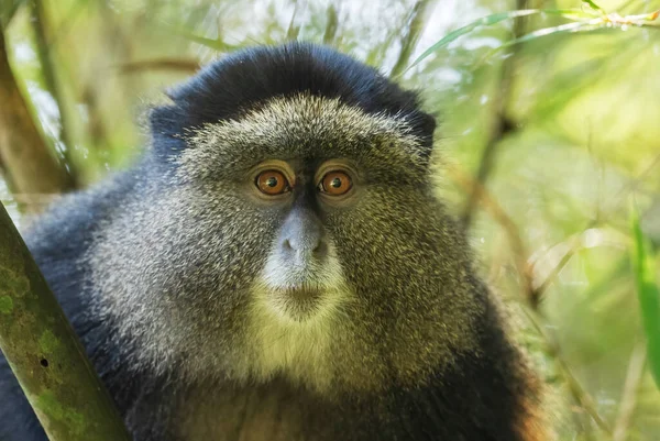 Altın Maymun - Cercopithecus Kandti, Afrika ormanlarından güzel renkli nadir maymun, Mgahinga Goril Ulusal Parkı, Uganda.