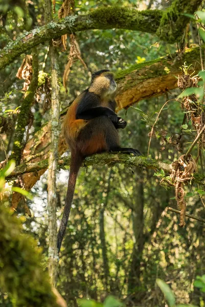 Golden Monkey Cercopithecus Kandti Bellissima Scimmia Rara Colorata Proveniente Dalle — Foto Stock