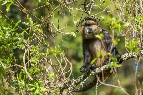 Altın Maymun Cercopithecus Kandti Afrika Ormanlarından Güzel Renkli Nadir Maymun — Stok fotoğraf