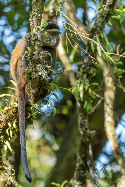 Cercopithecus Kandti 来自非洲森林的美丽的彩色稀有猴子 乌干达Mgahinga Gorilla国家公园 — 图库照片
