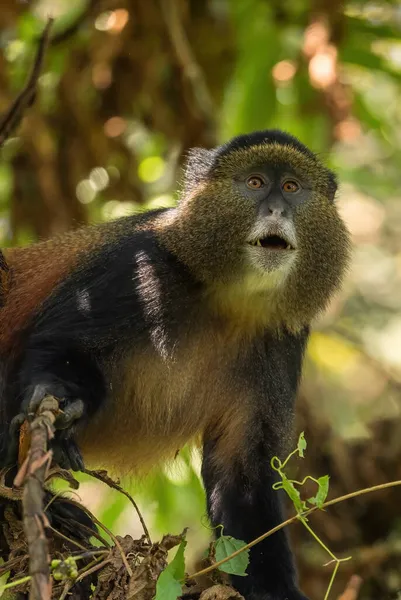 Zlatá Opice Cercopithecus Kandti Krásná Barevná Opice Afrických Lesů Národní — Stock fotografie