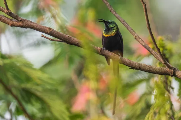 Bronze Sunbird Nectarinia Kilimensis Kleine Prachtige Gekleurde Vogel Uit Afrikaanse — Stockfoto