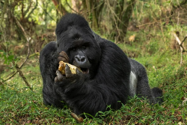 Gorille Des Montagnes Gorille Beringei Grand Singe Populaire Voie Disparition — Photo