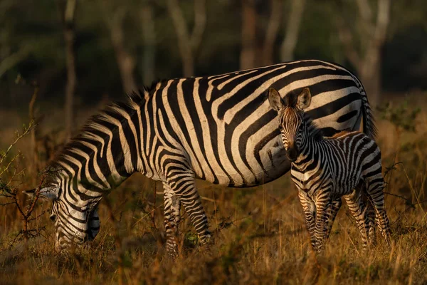 Llanuras Cebra Equus Quagga Gran Caballo Popular Como Animales Sabanas —  Fotos de Stock