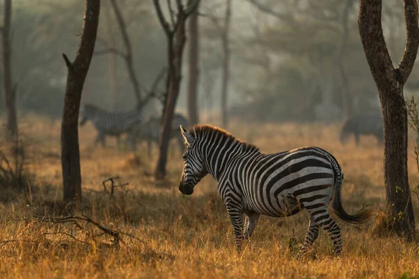 Plains Zebra Equus Quagga 乌干达Mburo湖国家公园 非洲稀树草原的大马 — 图库照片