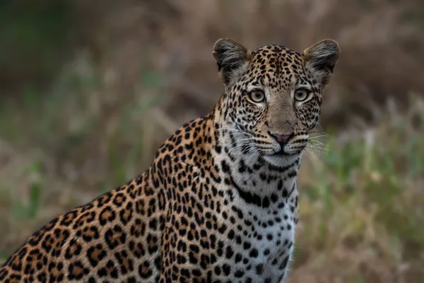 Leopard Panthera Pardus Όμορφο Εμβληματικό Σαρκοφάγο Από Αφρικανικούς Θάμνους Σαβάνες — Φωτογραφία Αρχείου