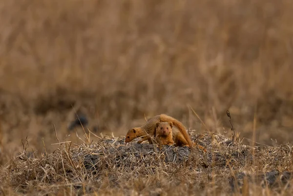 Dwarf Mongoose Helogale Parvula Όμορφο Μικρό Civet Από Τις Σαβάνες — Φωτογραφία Αρχείου