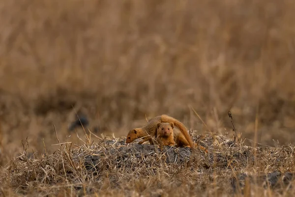 Mongoose Anão Helogale Parvula Bela Pequena Civet Savanas Arbustos África — Fotografia de Stock