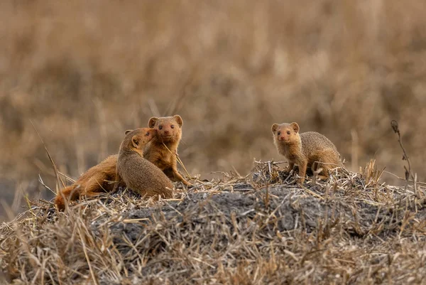 Dverg Mongoose Helogale Parvula Vakker Liten Civet Fra Afrikanske Savanner – stockfoto
