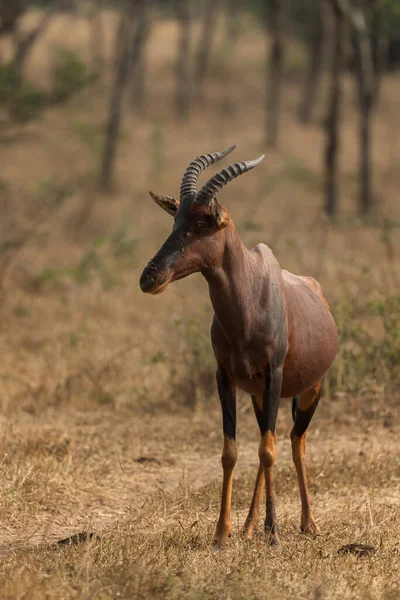 Topi Antílope Damaliscus Lunatus Belo Antílope Grande Savanas Arbustos Africanos — Fotografia de Stock