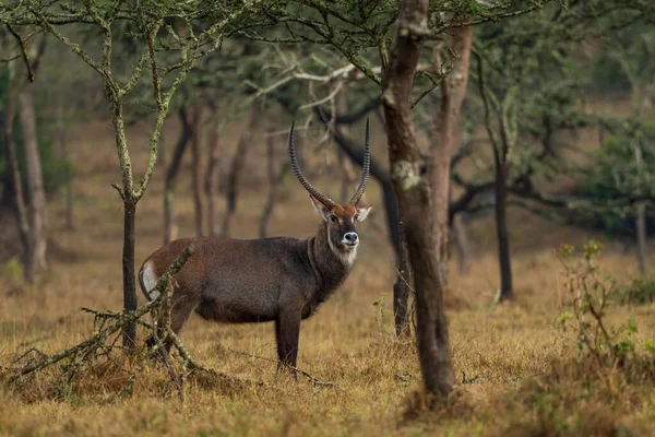 Waterbuck Kobus Ellipsiprymnus Velká Antilopa Africké Savany Národní Park Mburo — Stock fotografie