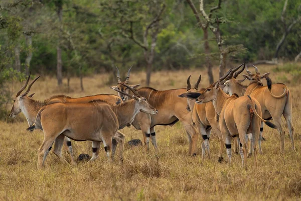 Common Eland Taurotragus Oryx Nagy Ritka Antilop Afrikai Bokrok Szavannák — Stock Fotó