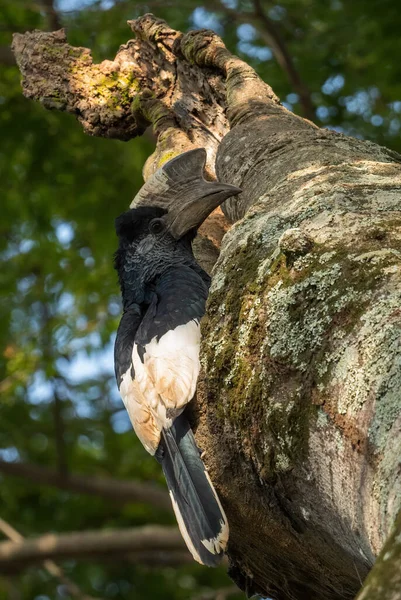 Black White Casqued Hornbill Bycanistes Subcylindricus Special Forest Hornbill African — Stock Photo, Image