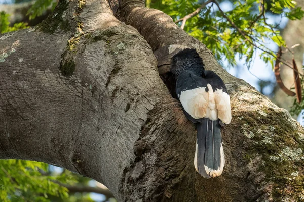 Black White Casqued Hornbill Bycanistes Subcylindricus Special Forest Hornbill African — Stock Photo, Image