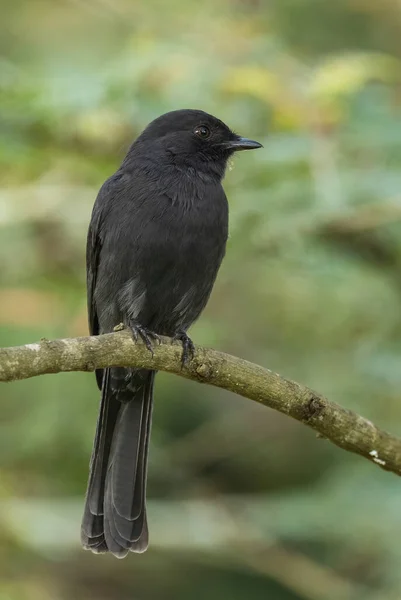 Northern Black Flycatcher Melaenornis Edolioides Beautiful All Black Passerine Bird — Stock Photo, Image
