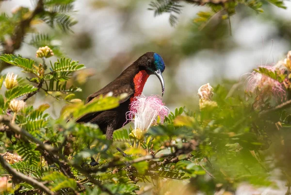 Pássaro Peito Escarlate Chalcomitra Senegalensis Belo Pássaro Sol Colorido Florestas — Fotografia de Stock