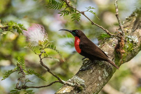 Scarlet Bröstade Sunbird Chalcomitra Senegalensis Vacker Färgad Solfågel Från Afrikanska — Stockfoto