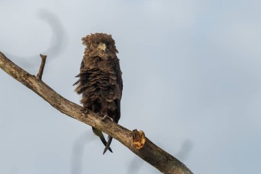Bateleur - Terathopius ekaudatus, Afrika çalılıklarından ve ormanlarından güzel renkli yırtıcı kuş, Mburo Gölü Ulusal Parkı, Uganda.
