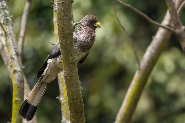 East Grey Plantain Eater クリニファー ゾヌルス アフリカの森林や森林からの大きな特別な鳥 エンテベ ウガンダ — ストック写真