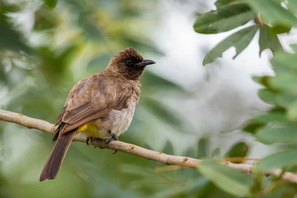 Bulbul Ciemnej Czapce Pycnonotus Tricolor Piękny Ptak Okoniowy Afrykańskich Ogrodów — Zdjęcie stockowe