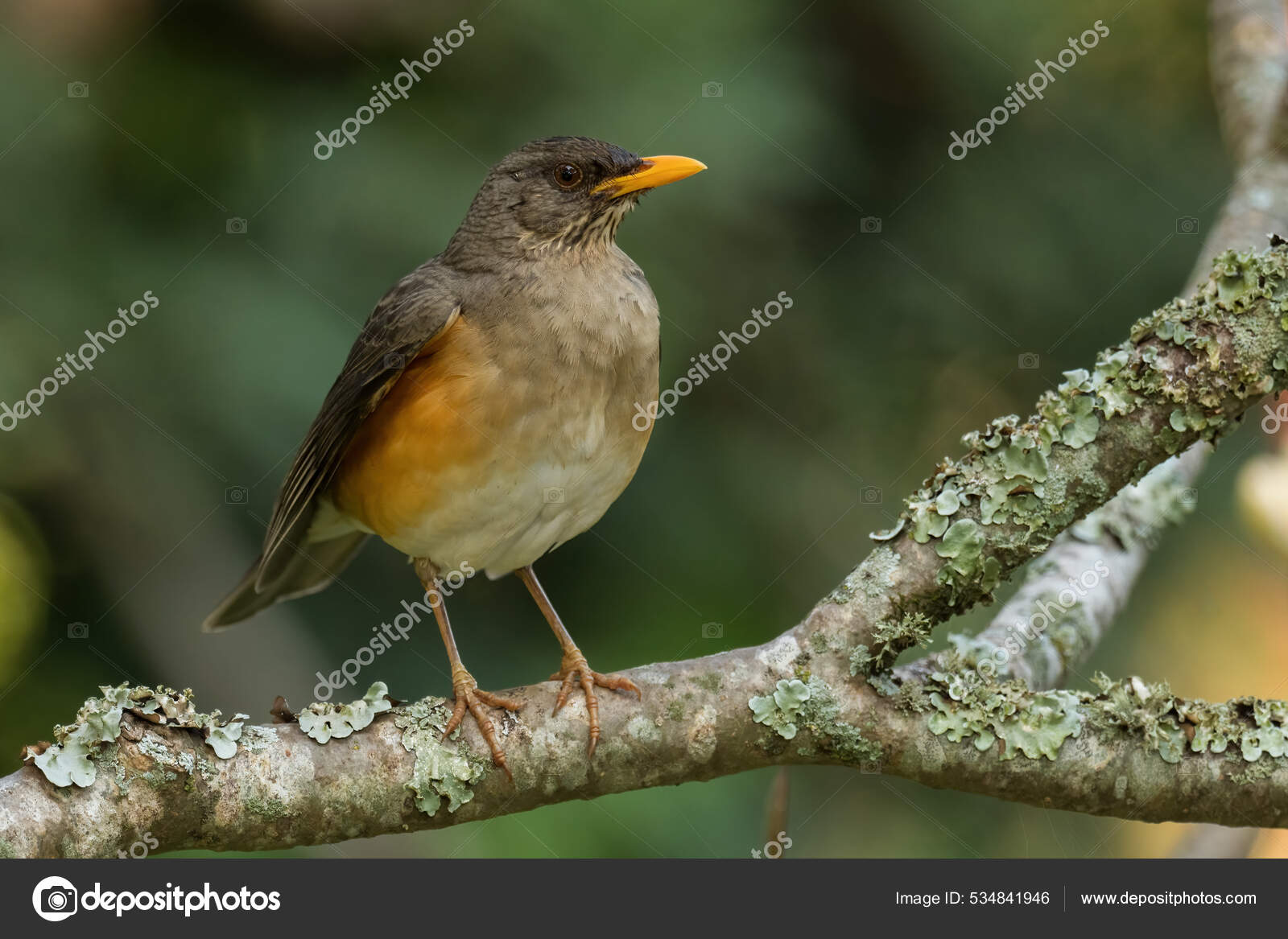 Tordo Africano Turdus Pelios Belo Pássaro Colorido Poleiro Florestas  Africanas — Foto © DHDeposit18 #534841946, image size:1600x1167