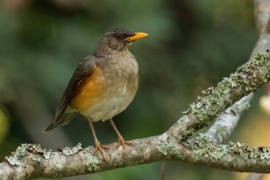 Afrika ardıç kuşu - Turdus pelios, Afrika ormanlarından, çalılardan ve bahçelerden, Entebbe, Uganda 'dan güzel renkli tünemiş kuş.