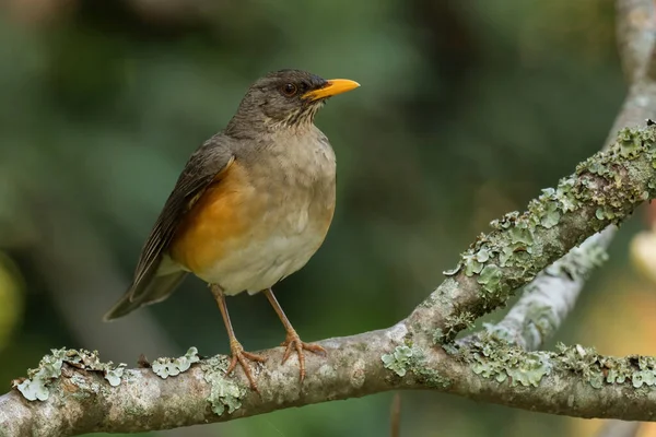 Африканська Течія Turdus Pelios Прекрасний Кольоровий Птах Африканських Лісів Кущів — стокове фото