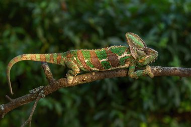 Peçeli Bukalemun - Chamaeleo Kaliptratus, Arap Yarımadası çalıları ve ormanlarından büyük renkli güzel kertenkele, Yemen ve Suudi Arabistan.