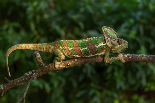 Χαμαιλέοντας Chamaeleo Calyptratus Μια Μεγάλη Χρωματιστή Όμορφη Σαύρα Από Θάμνους — Φωτογραφία Αρχείου