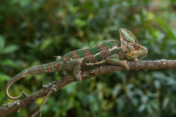 Camaleão Velado Chamaeleo Calyptratus Grande Lagarto Colorido Bonito Arbustos Florestas — Fotografia de Stock