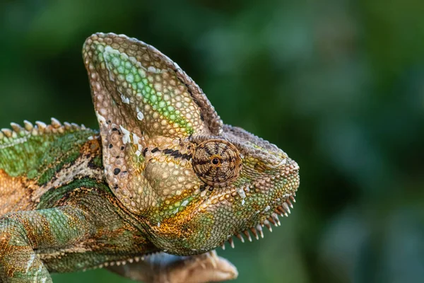 Χαμαιλέοντας Chamaeleo Calyptratus Μια Μεγάλη Χρωματιστή Όμορφη Σαύρα Από Θάμνους — Φωτογραφία Αρχείου