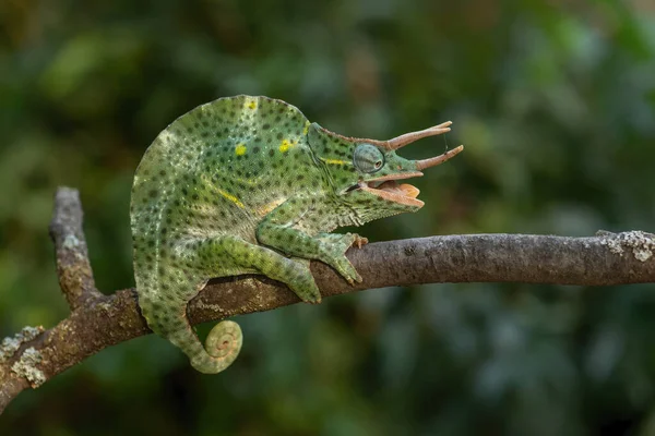 Usambara Three Horned Chameleon Trioceros Deremensis Beautiful Special Lizard African — Stock Photo, Image