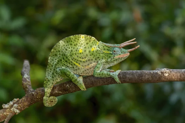 Camaleão Três Chifres Usambara Trioceros Deremensis Belo Lagarto Especial Arbustos — Fotografia de Stock